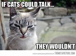 913789cfb11308de022678fa983056eb--funny-cat-memes-funny-cats