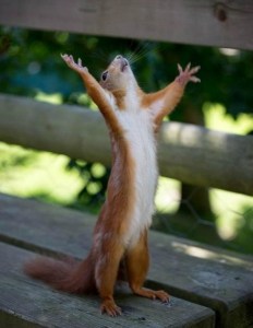 drama-queen-squirrel-8854