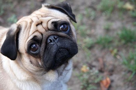 800px-Sad-pug