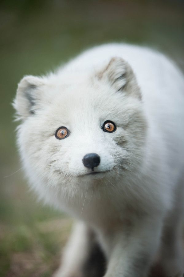 b8c10c70005e7e3ffad6debd7f932be2--arctic-animals-arctic-fox