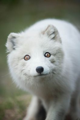 b8c10c70005e7e3ffad6debd7f932be2--arctic-animals-arctic-fox