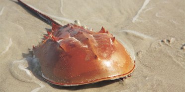 invertebrate_horseshoe-crab_600x300.jpg