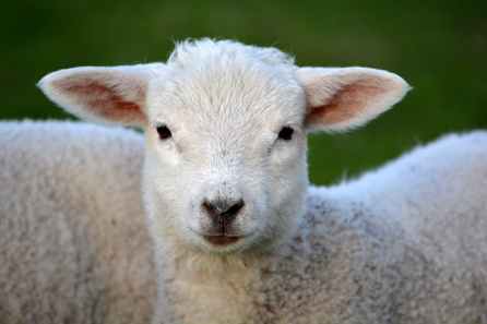 lamb-spring-nature-animal-59821.jpeg